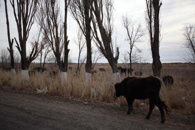 Kyrgyz2012_1_34